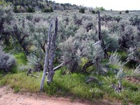 Utah old gate