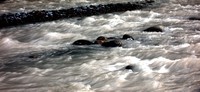 White River water