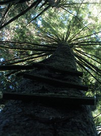 a tree with a story