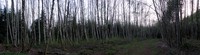 alders in north north bend