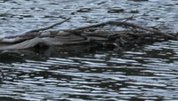 alpine gator