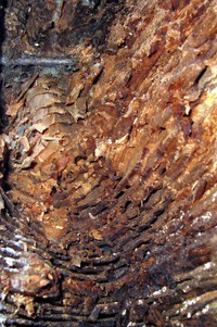 ants have eaten my house