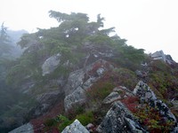 atop Bare Mountain
