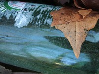 beer bottom in forest