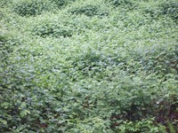 blackberry
