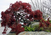 bremerton park tree