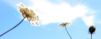 cloudy wildflowers