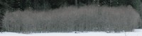 copse