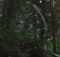 creepy log