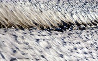 deceptive snow