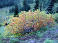 fall bush