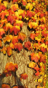 fall leaves seattle