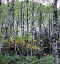 fall trees