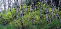 fall trees