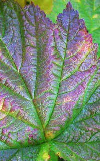 fall weed