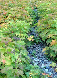 fall weeds