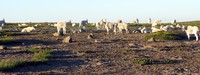 fauna of Burroughs Mountain