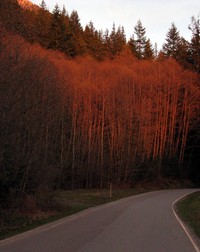 fire training trees