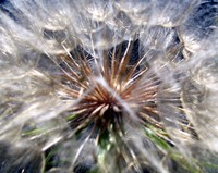 going to seed
