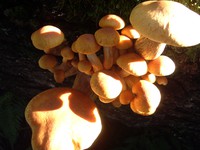 gold creek mushroom