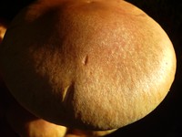 gold creek mushroom