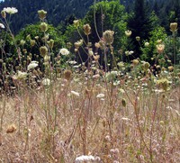 gorge wildflowers