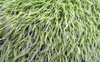 green hair