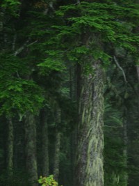 hairy tree