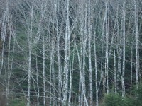 i90 trees