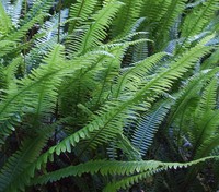 ipsut creek ferns
