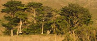 kibesillah trees