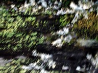 lichen pattern