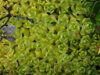 light green plant