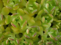 light green plant