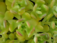 light green plant