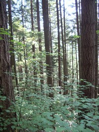 little si trees
