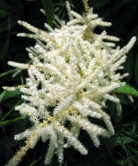 macroscopic plant