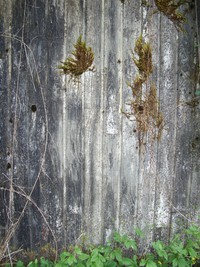 moss on petrified planking