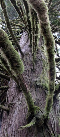 mossy tree