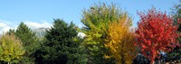 mt si with fall trees