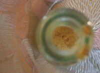 mustard glass