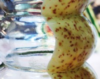 mustard in a vase