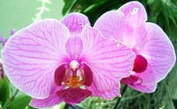 national botanical garden