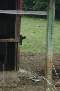 nervous cow