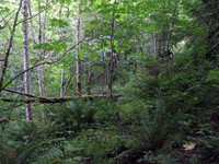 not a lot of trail