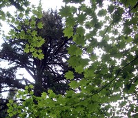 old and young trees