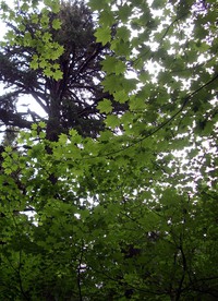 old and young trees