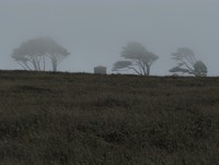 point arena foggy trees