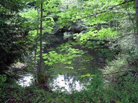 pool in a glade