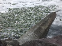 port angeles pipe